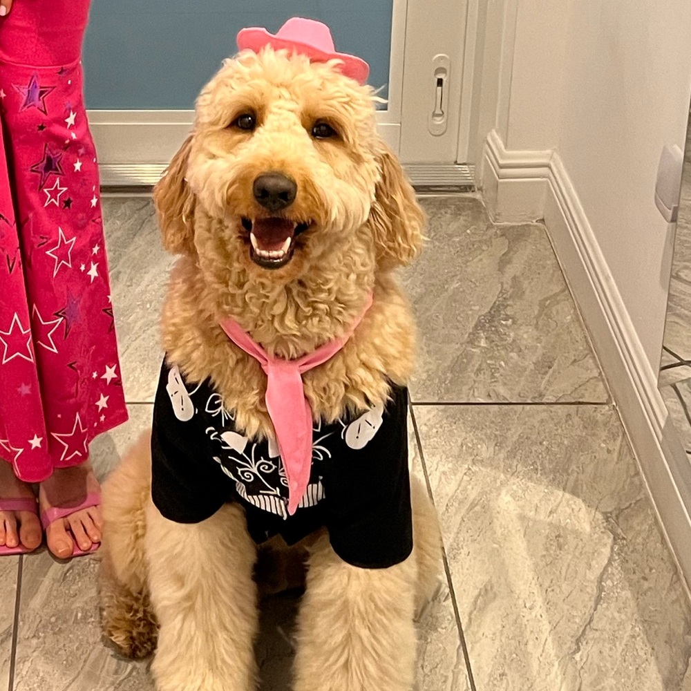 Barbie Dog “Ken” Costume - Picture 5 of 5